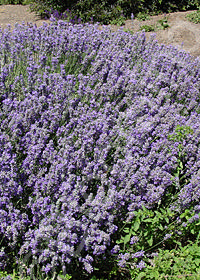 Lavandula angustifolia 'Irene Doyle'